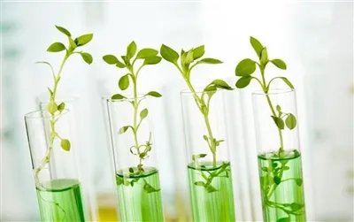 Analysis Of Phospholipids in Plant Extracts: From Quantitative Content Determ...